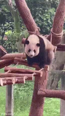 Giant panda climbs ladder short MP4 video