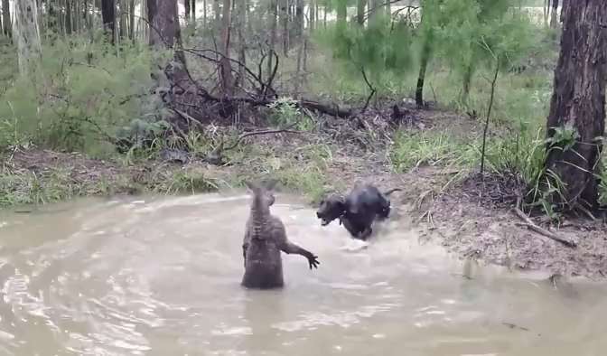 Don't get close to kangaroos in the water
