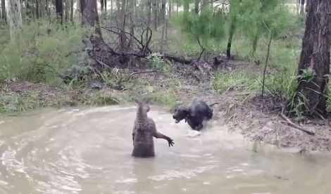 Don't get close to kangaroos in the water short MP4 video