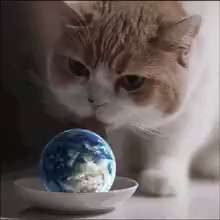 Kitten playing with the globe
