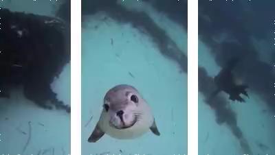happy little seal