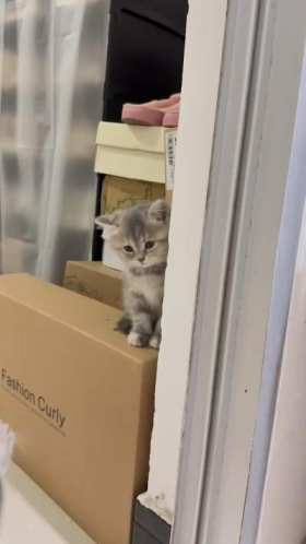 Two cute little kittens short MP4 video