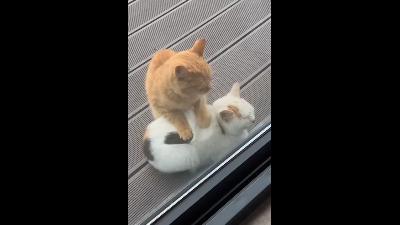  Ginger cat stand on calico cat's back