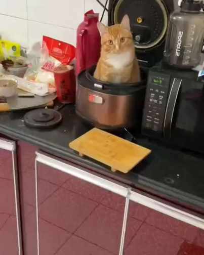 cooking cat short MP4 video