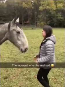 The horse thinks the woman put the bridle on it short MP4 video