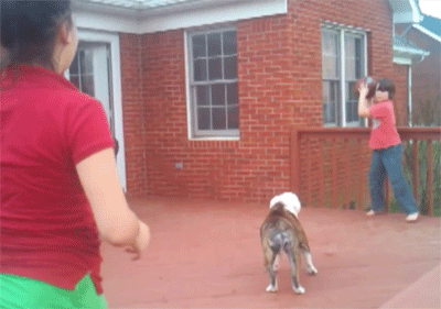 The dog that must attend the rugby game GIF