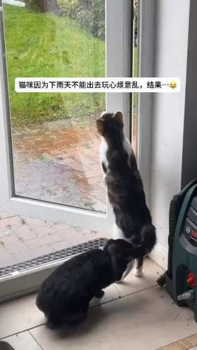 Cat: Go back, don’t you see it’s raining? short MP4 video