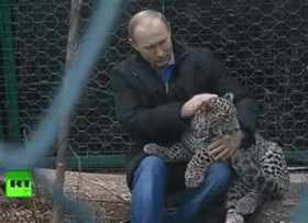 Putin pet a leopard short MP4 video