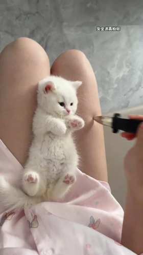 Stab the kitten with a knife (pretending). short MP4 video