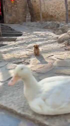 Puppy hugs duck to keep warm short MP4 video