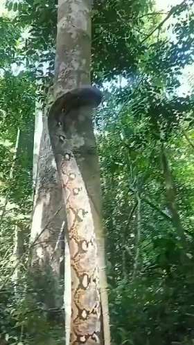 Snakes are so silky when climbing trees. ​​​ short MP4 video