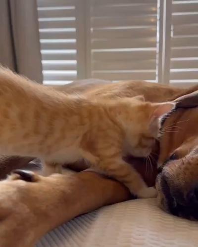 The little kitten became good friends with the dog