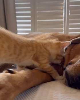 The little kitten became good friends with the dog short MP4 video