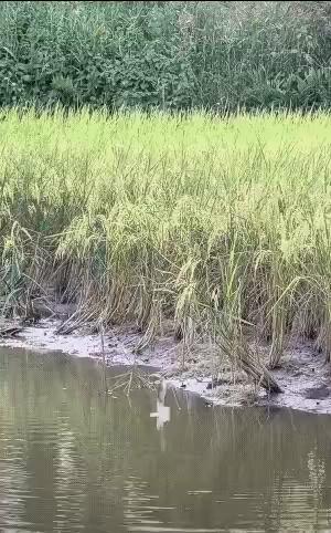 The fish jumps up to eat the rice