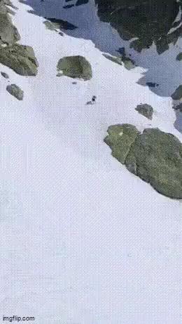 Small animals running on snowy mountains