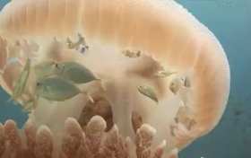 The school of fish swimming below the jellyfish. short MP4 video