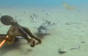 An octopus hunting for food short MP4 video