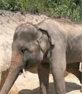 Baby elephant rubbing eyes short MP4 video