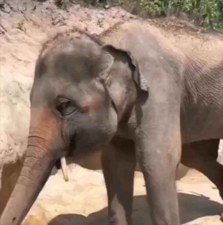Baby elephant rubs eyes