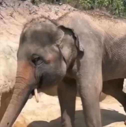 Baby elephant rubs eyes short MP4 video