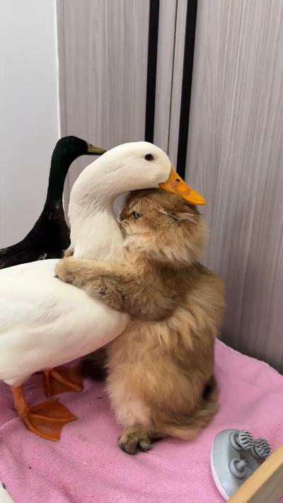 Kitten hugs and licks duckling