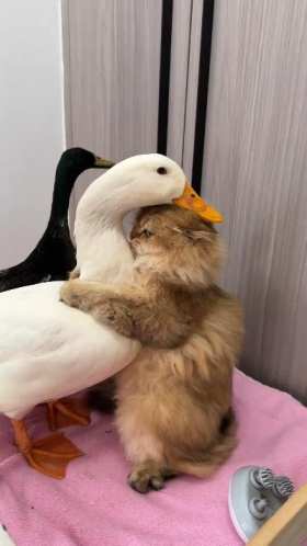 Kitten hugs and licks duckling short MP4 video