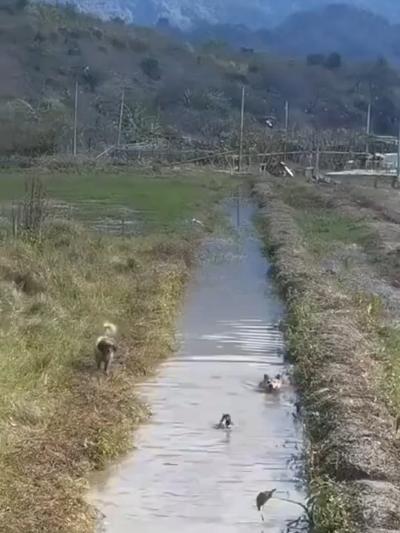 duck walking dogs
