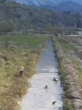 duck walking dogs short MP4 video