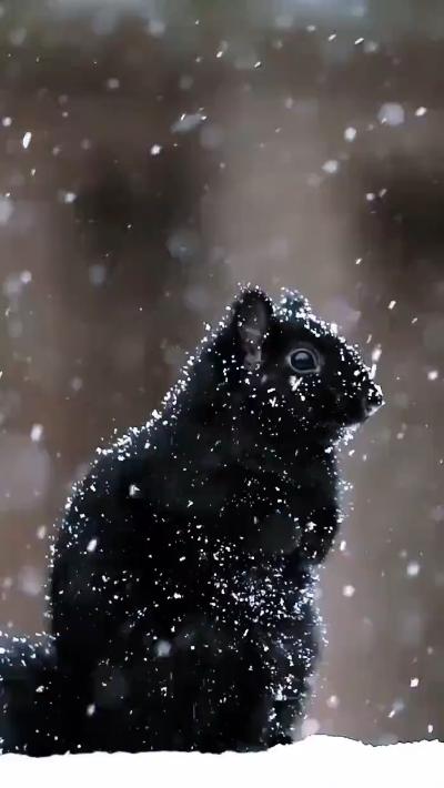 Black squirrel in the snow