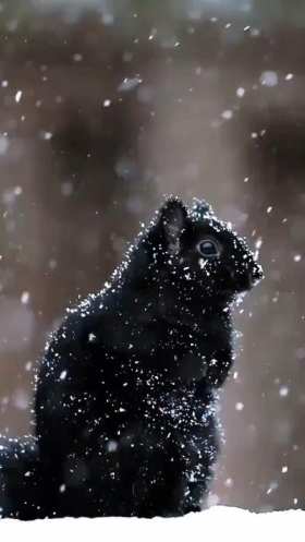 Black squirrel in the snow short MP4 video