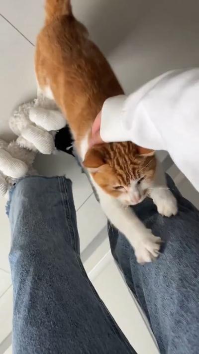 The kitten interacts intimately with the owner when she comes home