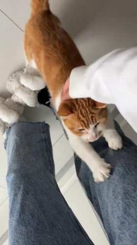 The kitten interacts intimately with the owner when she comes home short MP4 video