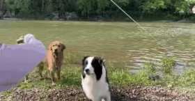 Border collie is very smart short MP4 video