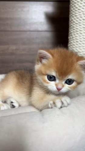 Cute little kitten short MP4 video