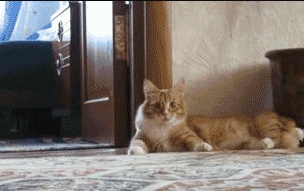 A bowing cat GIF