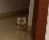 A cat that doesn't sleep in the middle of the night GIF