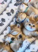 A_group_of_kittens_sleep