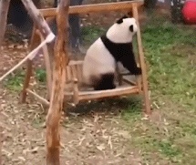 A panda on a swing GIF