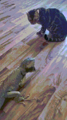 Cat and a crawling dragon GIF