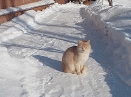 Cat jumping in the snow GIF
