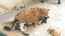 Cat kisses dog GIF