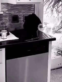 Cat plays with the knife GIF