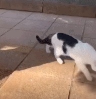 Cat stealing food GIF