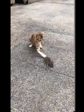 Cats-play-with-mice