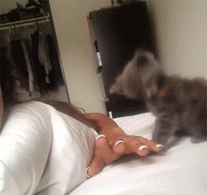 Come here, Kitty GIF