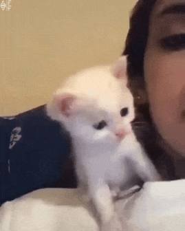 Cute Cat GIF