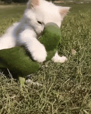 Realy Cute Animals GIFs