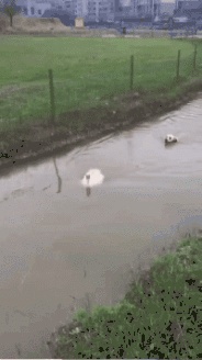 Dog, where did the duck go GIF