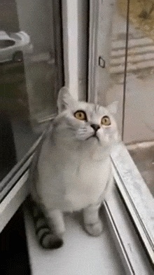 Forgot to feed in the morning GIF