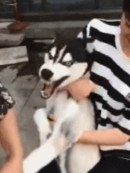 How hard is it to cut Husky's nails GIF